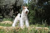 FOX TERRIER 217